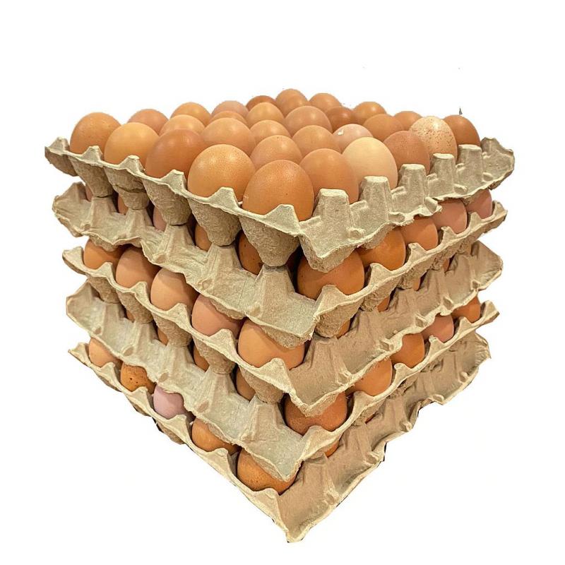 Imagen ilustrativa de Maple (30huevos) huevos de gallinas de pastoreo